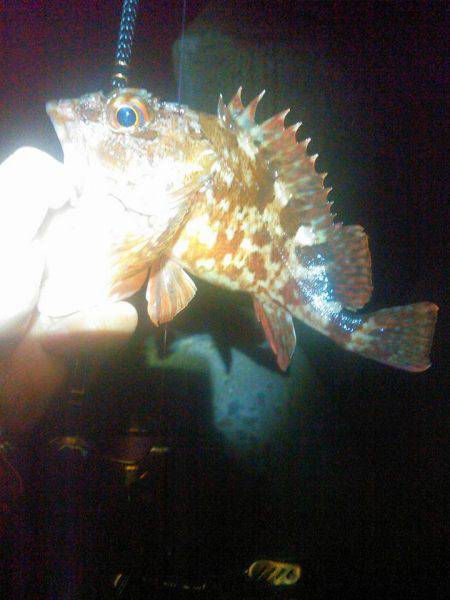 25ｃｍガシラちゃんの巻